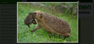 Quelle: http://www.igelverein.de