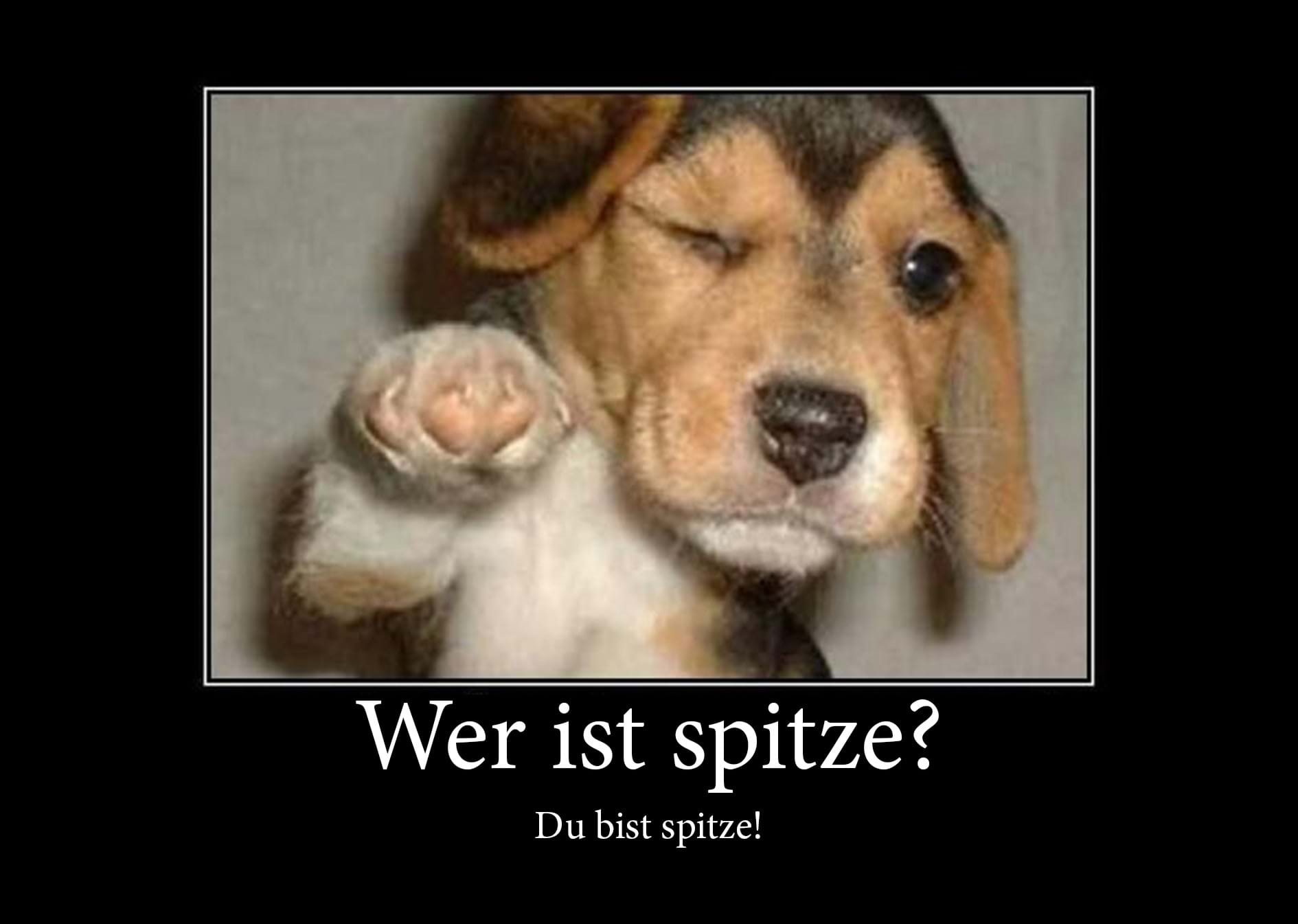 hund-meme