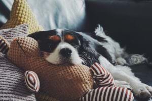 hundezucht-website-erstellen