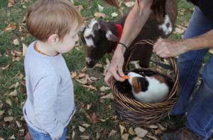 tierheim-website