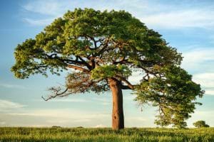 website-fuer-spenden
